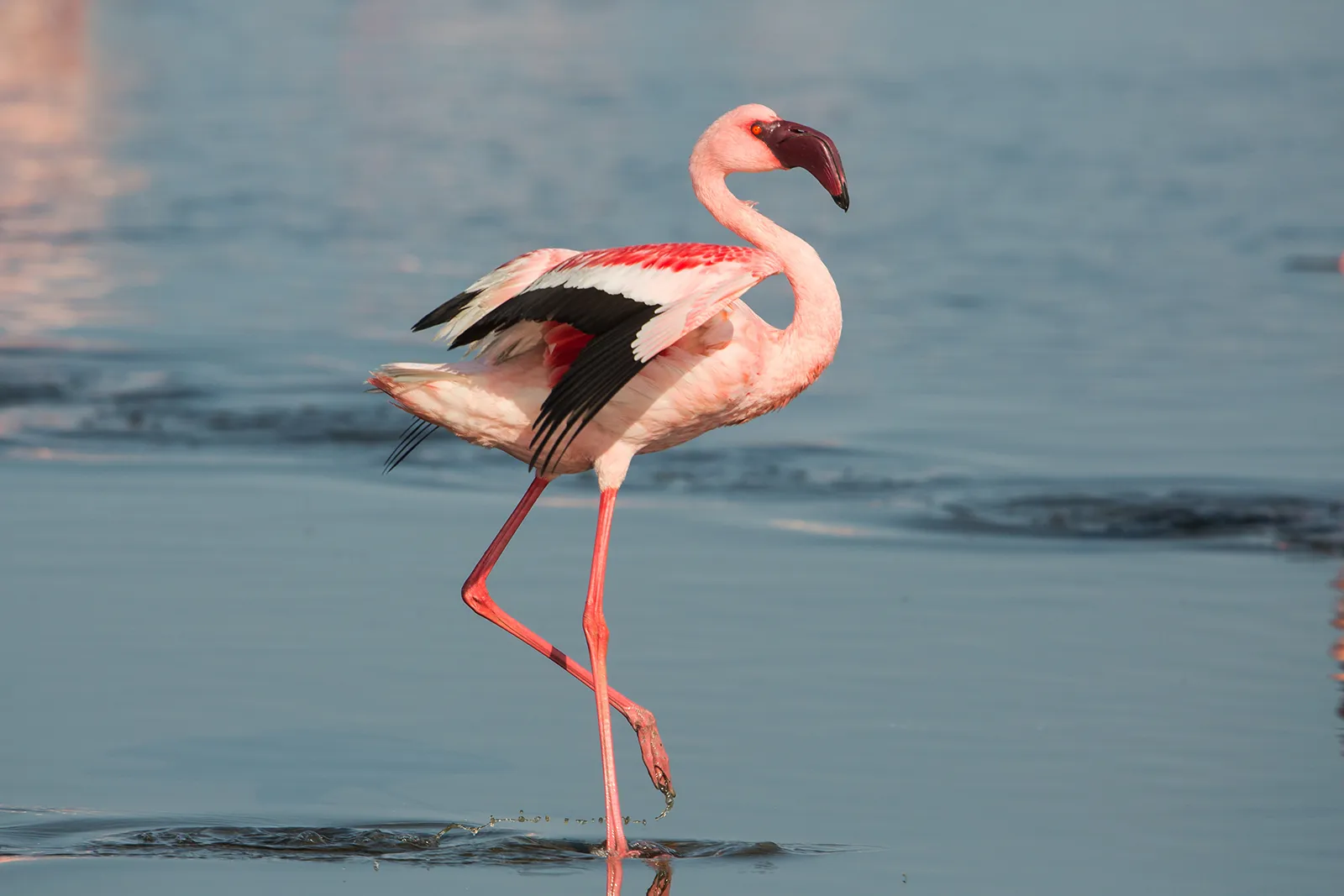lesser flamingo phoeniconaias minor namibia